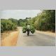 036_Curry Leaves.JPG